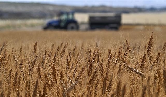 Tarım-GFE ekimde yıllık yüzde 33,66 arttı