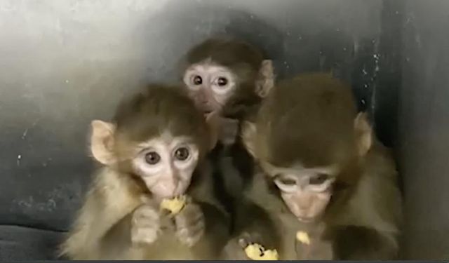 3 makak maymunu koruma altına alındı