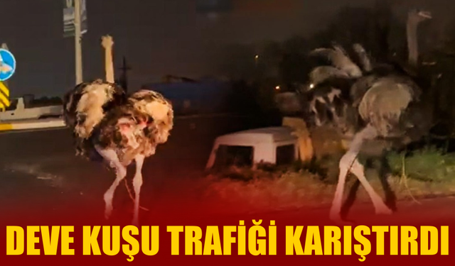 Deve kuşu trafiği karıştırdı