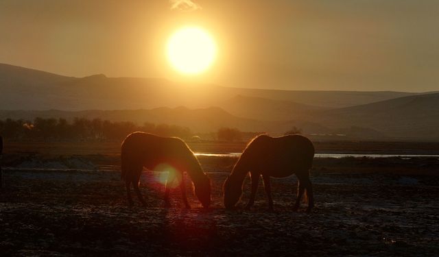 Erciyes Eteğinde Yılkı Atları ve Göçmen Kuşlar Dronla Görüntülendi