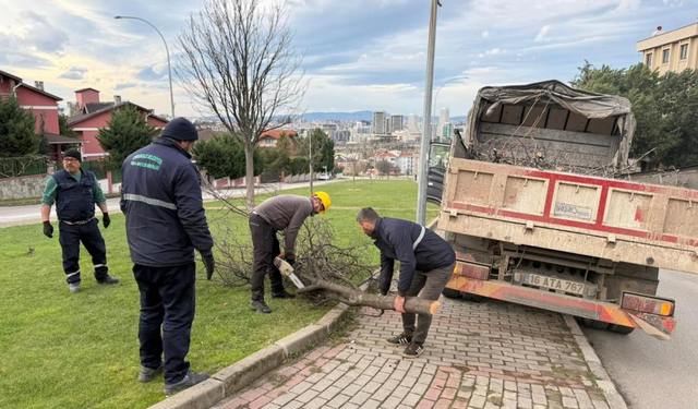 Bursa’da Şiddetli Lodos Çok Sayıda Ağacı Devirdi