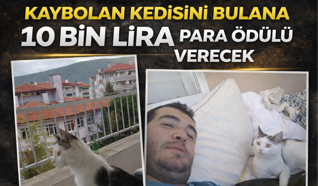 8 Aydır Kayıp Kedisi İçin Binlerce Kilometre Yol Yaptı