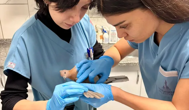 İzmir’de sağanakta her canlı için seferberlik