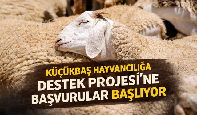 Küçükbaş Hayvancılığa Destek Projesi'ne başvurular başlıyor