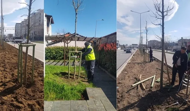 Bursa'nın 700 yıllık mirası 700 çınarla kök salıyor