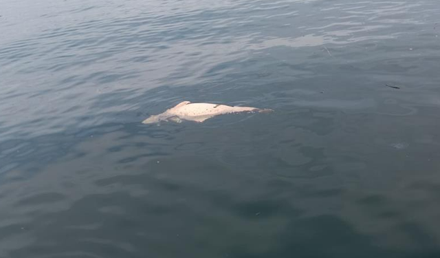 Karamürsel’de Kıyıya Vuran Ölü Yunus Tedirginlik Yarattı