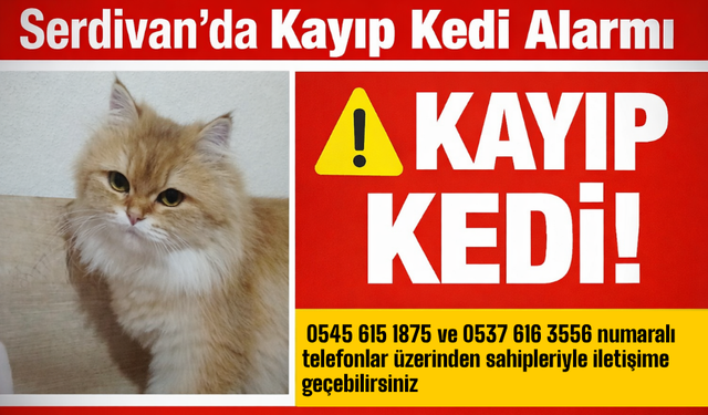 Serdivan’da Kayıp Kedi Alarmı: Sahipleri Yardım Bekliyor