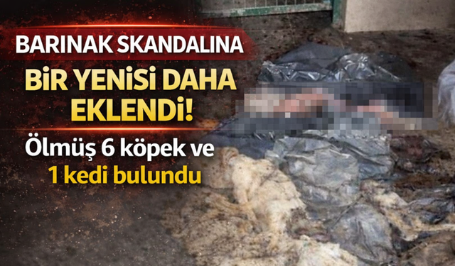 Barınak skandalına bir yenisi daha eklendi