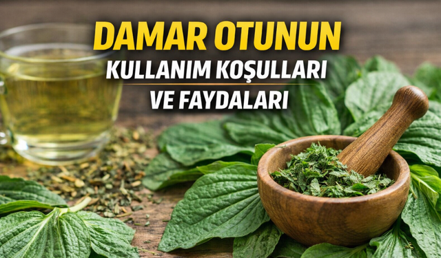 Damar Otu (Sinir Otu) Nedir? Faydaları Neler, Hangi Hastalıklara İyi Gelir?