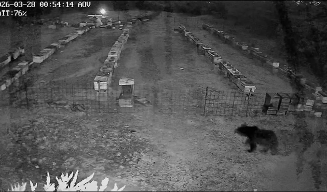 Bursa’da Arı Kovanlarına Gece Baskını!