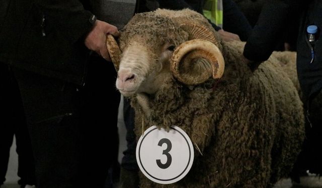 Tekirdağ'da 'Damızlık Koç Yarışması' düzenlendi