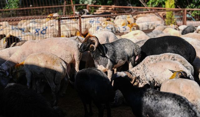 Bahçelievler Belediyesinin hijyenik kurban satış ve kesim alanı vatandaşlara hizmet veriyor