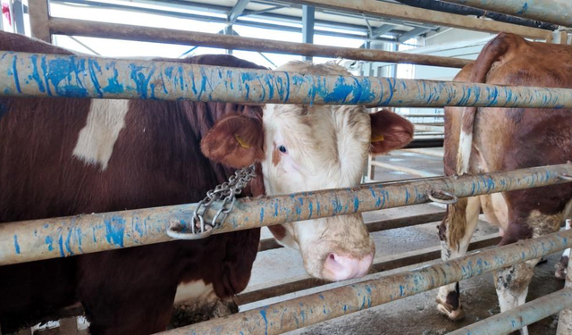 Kocaeli’de Kurban Kesim Başvuruları Başlıyor