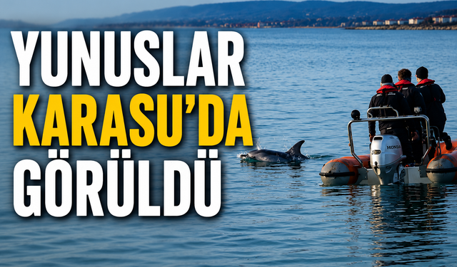 Karasu Açıklarında Yaralı Yunus İçin Zamanla Yarış
