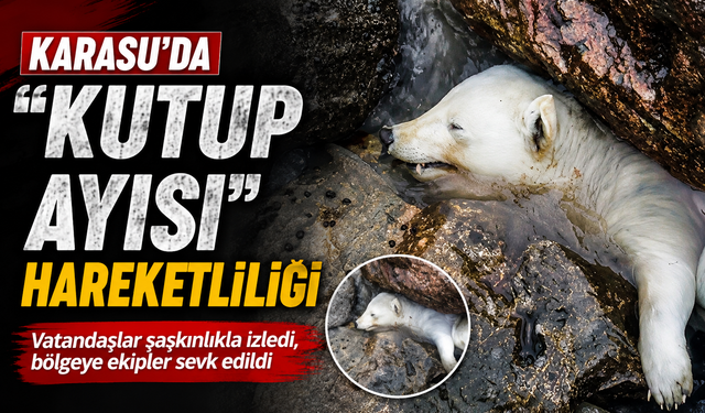 Karasu’da “Kutup Ayısı” Gizemi!