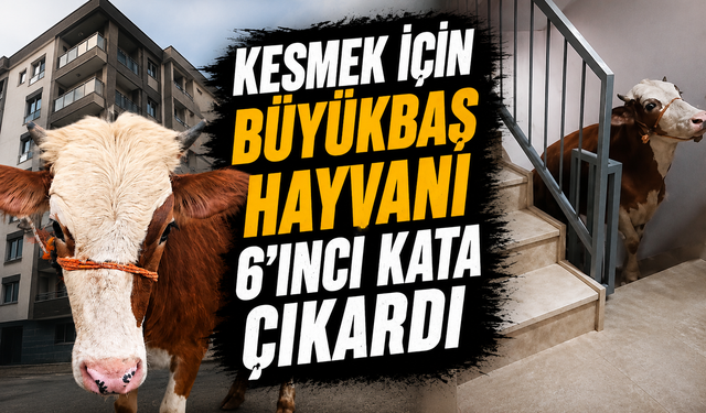 Kesmek için büyükbaş hayvanı 6'ıncı kata çıkardı