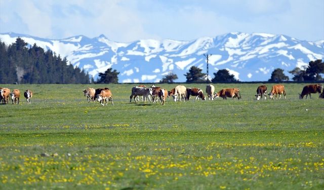 Kars'ta bahar ve kış bir arada yaşanıyor