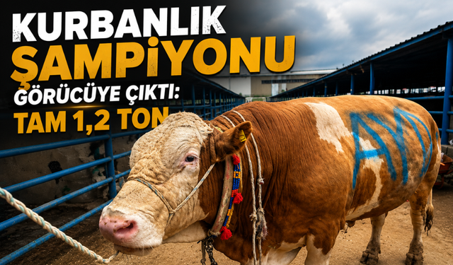 Kurban Pazarının Şampiyonu “Bayram” Görücüye Çıktı