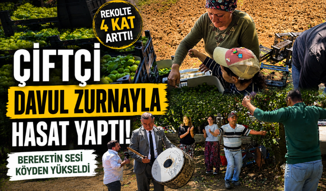 Rekolte 4 kat arttı, çiftçi davul zurnayla hasat yaptı