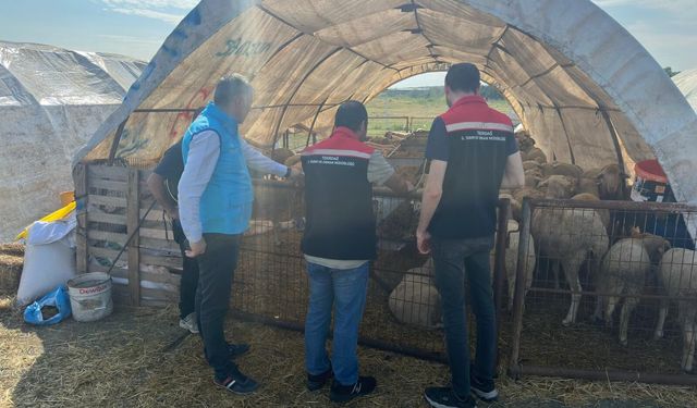 Tekirdağ'da kurban satış yerlerinde denetimler sürüyor