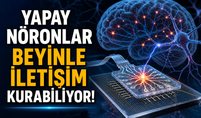 Gerçek Beyin Hücreleriyle Etkileşen Yapay Nöronlar Üretildi