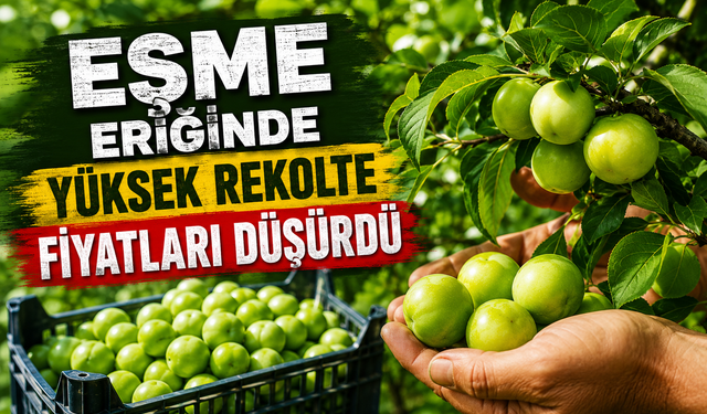 Eşme Eriğinde Hasat Sezonu Başladı: Rekolte Yüksek, Fiyatlar Düşük