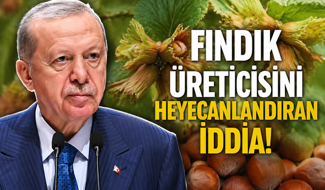 Fındık Üreticisinin Gözü TMO’da: Yeni Sezon Alım Fiyatı İçin Bekleyiş Sürüyor