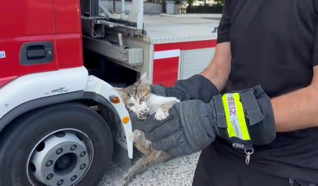 Ağaçta Mahsur Kalan Yavru Kedi İtfaiye Tarafından Kurtarıldı