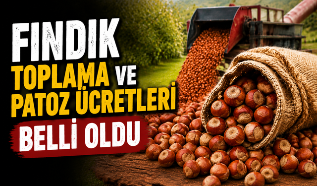 Fındıkta patoz ücreti belli oldu