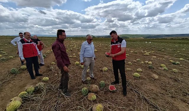 Tekirdağ'da doludan zarar gören tarım arazilerinde hasar tespit çalışmaları sürüyor