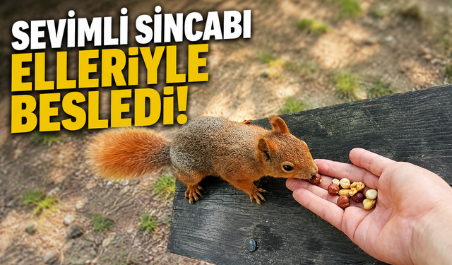 Sevimli sincabı elleriyle besledi!