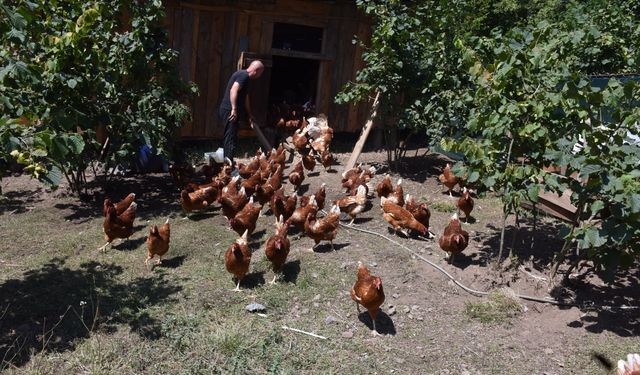 Köyüne döndü, 10 tavukla başladı: Siparişlere yetişemiyor