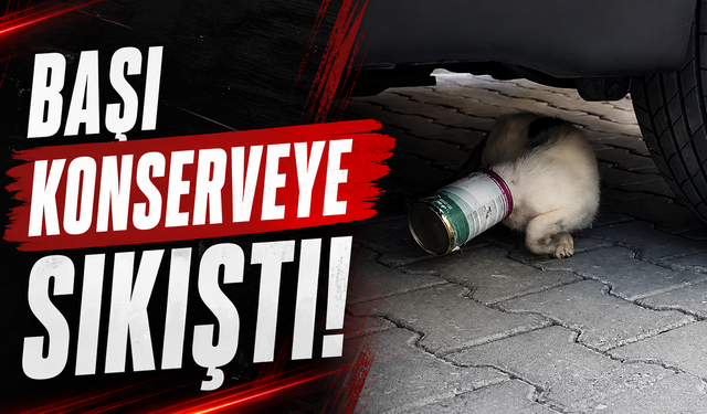 Kafasına Konserve Kutusu Sıkışan Kediyi Temizlik İşçileri Kurtardı