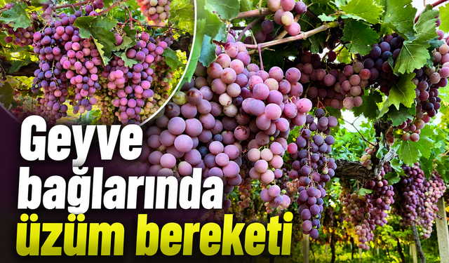 Geyve bağlarında üzüm bereketi: Hasat heyecanı başladı