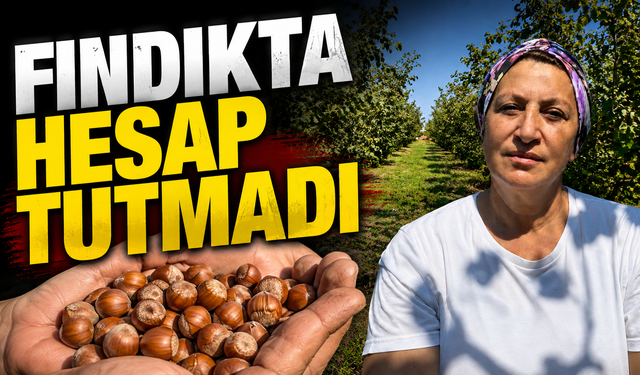 Fındıkta hesap tutmadı