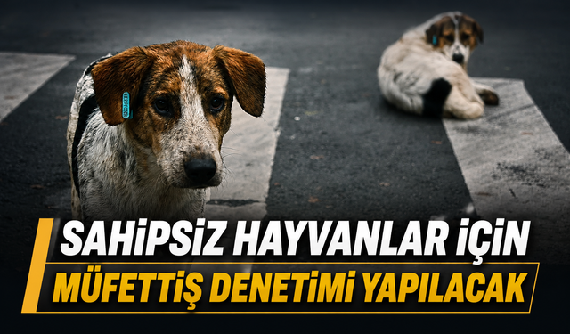 Sahipsiz hayvanlar için müfettiş denetimi yapılacak