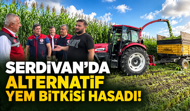 Serdivan’da alternatif yem bitkisi hasadı!