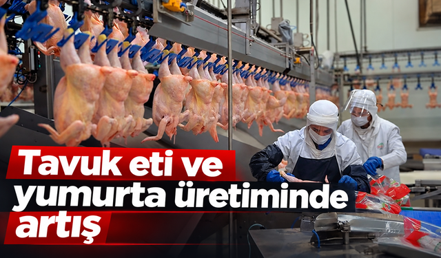 Tavuk eti ve yumurta üretiminde artış
