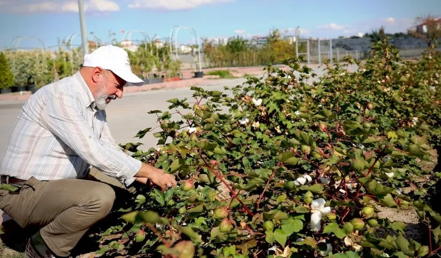 Kayseri'nin yeşil geleceği Kocasinan'da hayat buluyor
