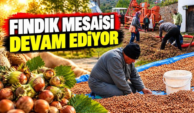 Sakarya'nın yüksek kesimlerinde fındık mesaisi devam ediyor