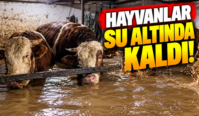 Karasu'da yürek burkan görüntüler!