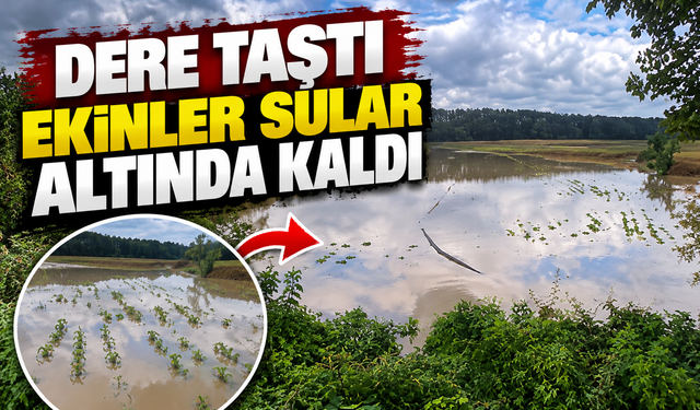 Sakarya'da sel tarım arazilerini vurdu!