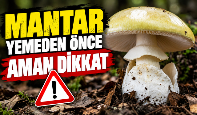 Uzmanından mantar zehirlenmesi uyarısı! Pişirmek zehrini yok etmiyor