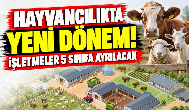 Hayvancılıkta yeni dönem! İşletmeler 5 sınıfa ayrılacak