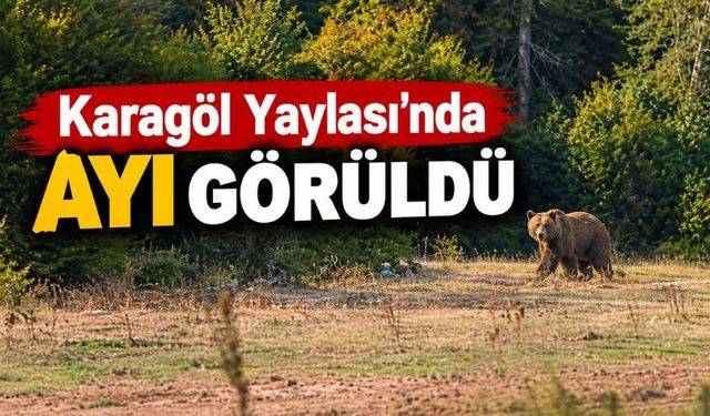 Karagöl Yaylası’nda ayı görüldü