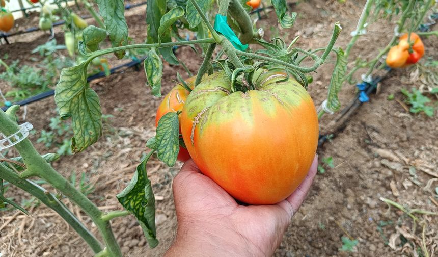 Bu yılki hedefi 2 kiloluk domates