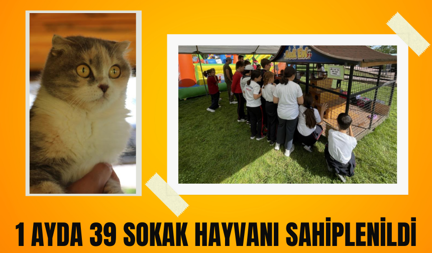 1 ayda 39 sokak hayvanı sahiplenildi