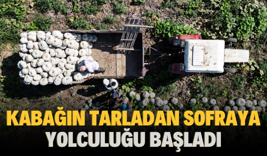 Kabağın tarladan sofraya yolculuğu başladı