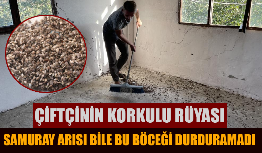 Çiftçinin korkulu rüyası kokarca mahalleyi istila etti