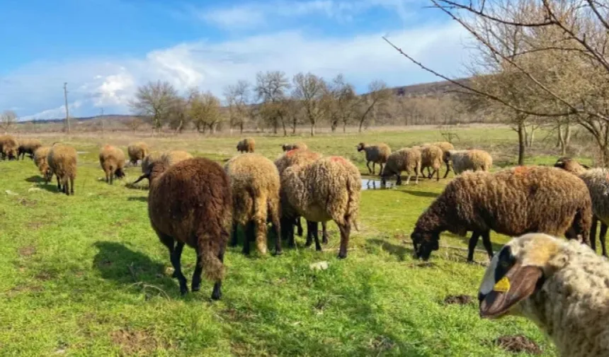 Edirne'de 31 çiçek vakası tespit edildi!